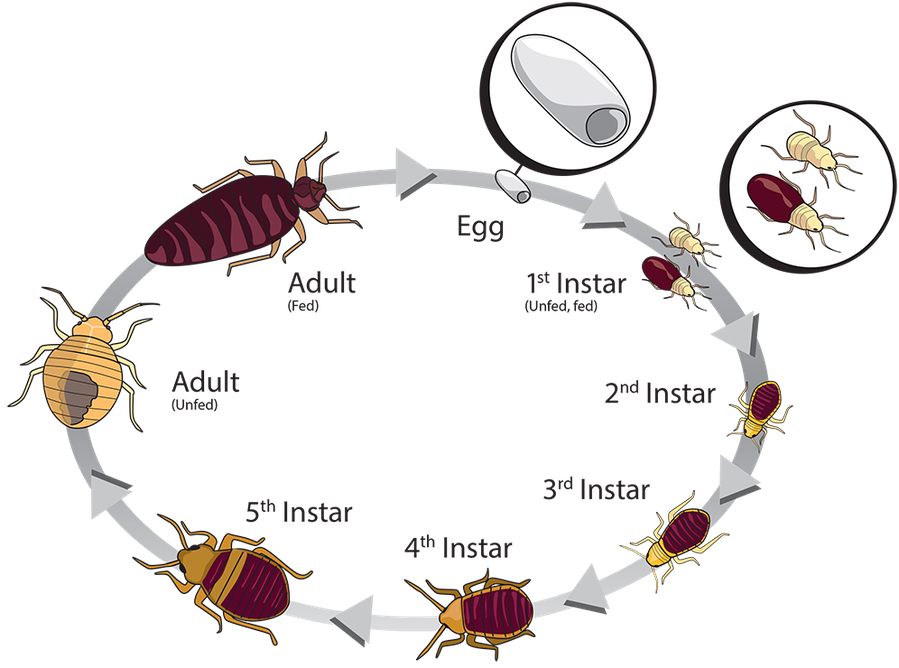 Understanding Pest Behavior and Life Cycles