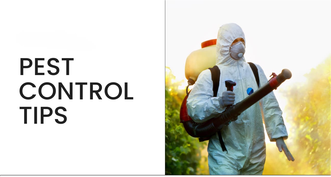 Preventing Pest Infestations in Your Home