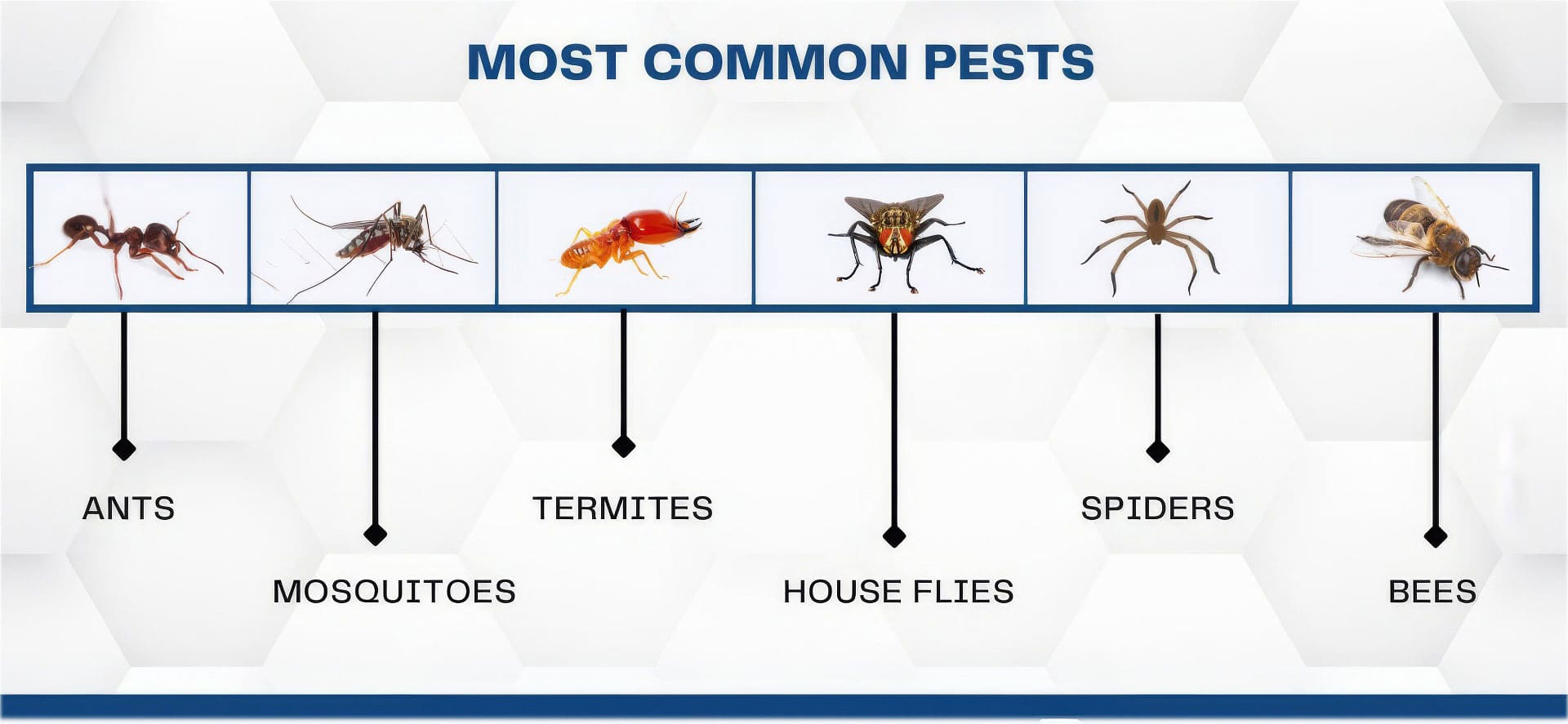 The Most Common Pests by Season