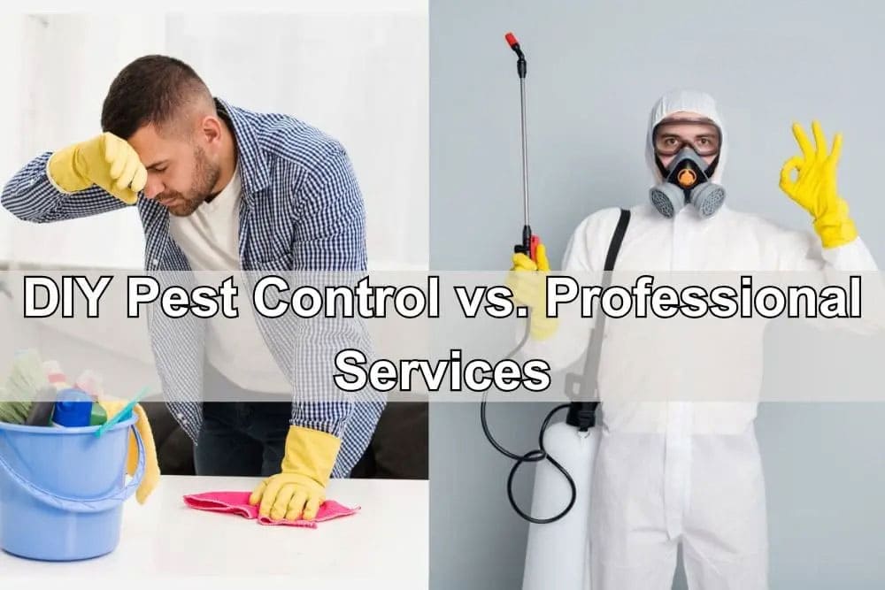DIY vs Professional Pest Control