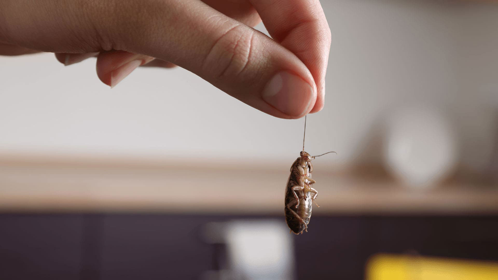 Pest Control Service