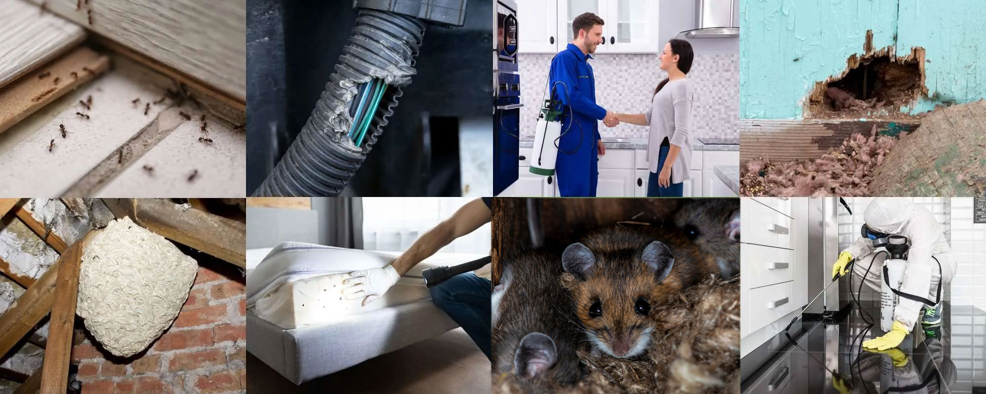 Pest Control Services