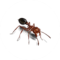 Ants