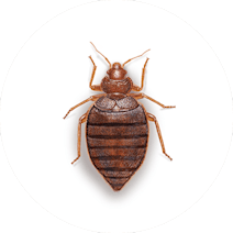 Bed Bugs Treatment