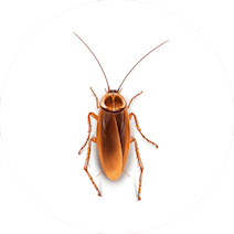 Cockroaches Treatment