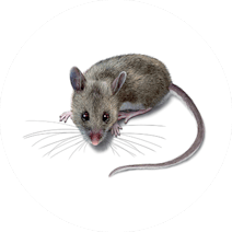Mice