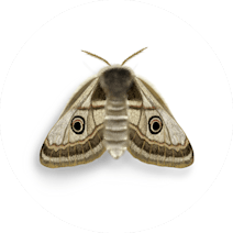 Moths