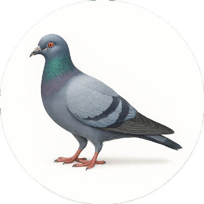 Pigeon