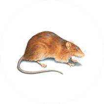Rats Treatment