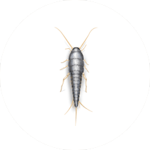 Silverfish