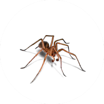 Spiders Treatment